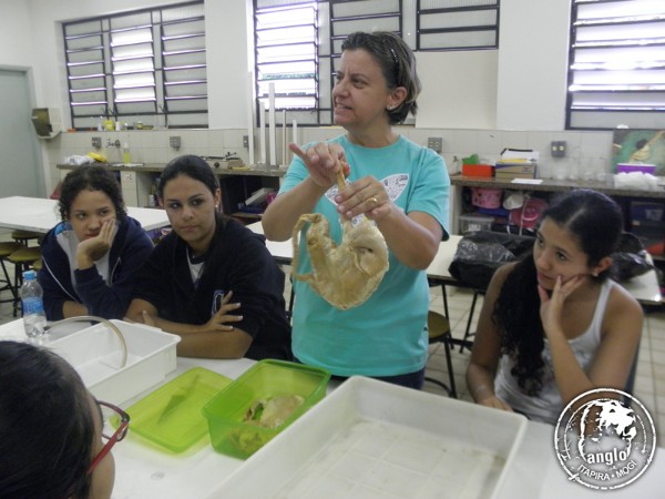 3º EM - Vivenciando a anatomia